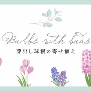 芽出し球根の寄せ植え