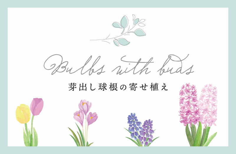 芽出し球根の寄せ植え